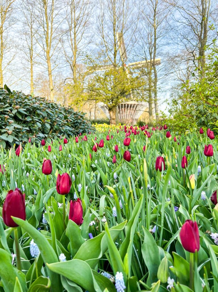 Keukenhof Gardens Amsterdam